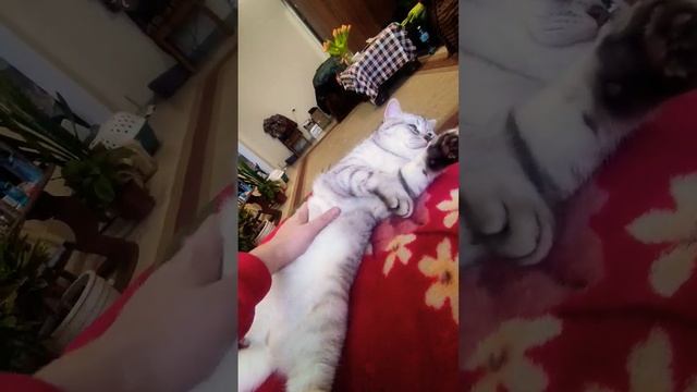 Огромный ручной кот батон кайфует когда его гладят по животу | Самый ласковый кот |Засветил бубенчи смотреть онлайн