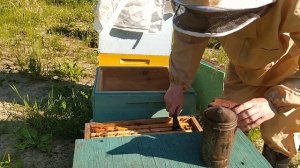 Ловля роев, ловушки для пчел, пчеловодство, пересадка роя, как поймать рой,