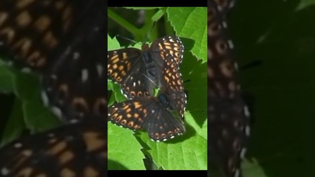 Шашечница диамина, или шашечница черноватая (лат. Melitaea diamina) #shorts смотреть онлайн