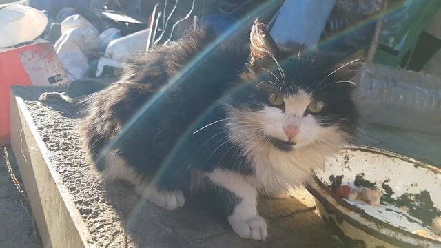 #Крысолов #котенок #евстюниха