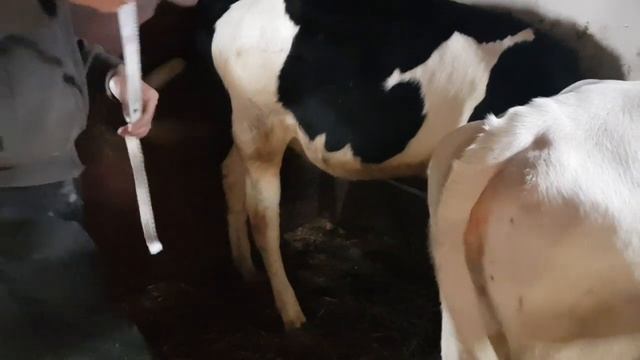 Завес голштинских бычков в 8 месяцев и айрширских телят. смотреть онлайн