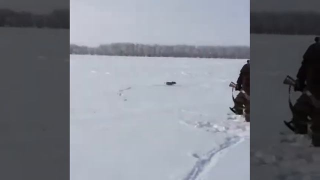 Зайца кантузило