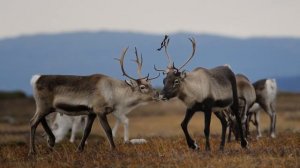 Окружающий мир 4 класс ч.1, тема урока "Тундра", с.84-94, Школа России