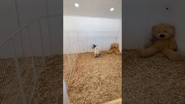 Surprising my baby cow with a new friend! смотреть онлайн