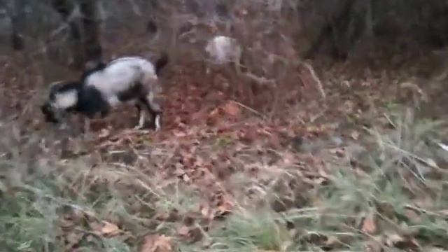 Козы едят листья клена смотреть онлайн