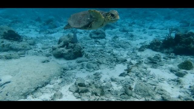 Необычные семьи в животном мире. смотреть онлайн