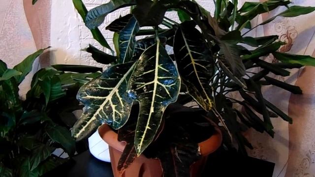 Вырашивание и уход в домашних условиях за комнатным растением - Кротон ( Кодиеум) смотреть онлайн