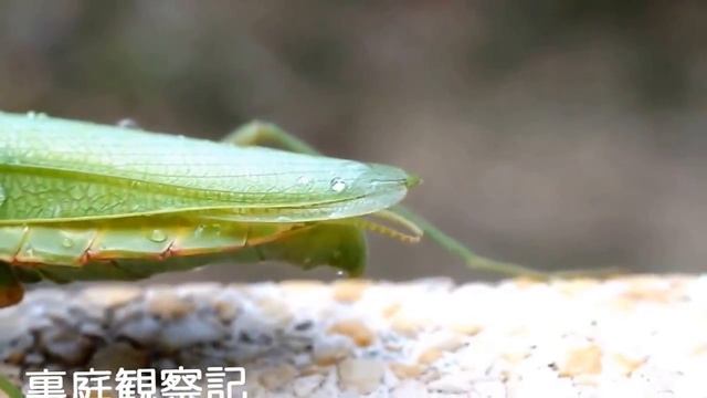 Ужас! Паразиты внутри насекомых. смотреть онлайн