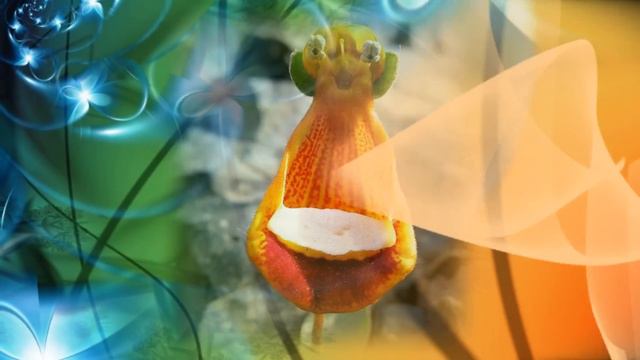 Мир удивительных орхидей смотреть онлайн