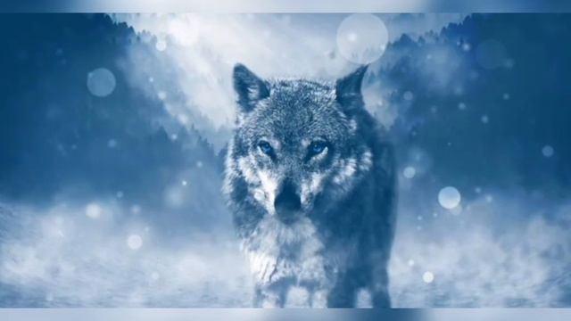 как защититься ,если напал волк смотреть онлайн