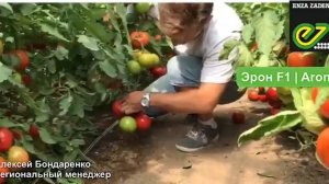 Новый индетерминантный красный томат от компании Энза Заден - Эрон