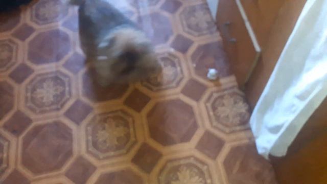 Собачья радость.