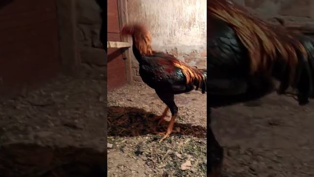 бойцовые петухи.в гостях.1# смотреть онлайн