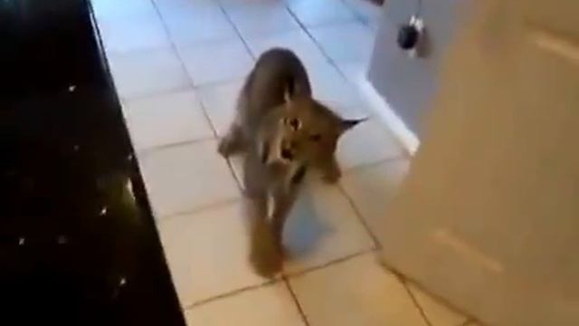 Что бывает когда домашнее животное - Рысь! смотреть онлайн