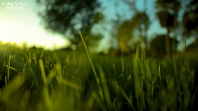 La Música Relaja El Sistema Nervioso, Mejora La Memoria ? La Música Suave Calma El Sistema Nervioso смотреть онлайн