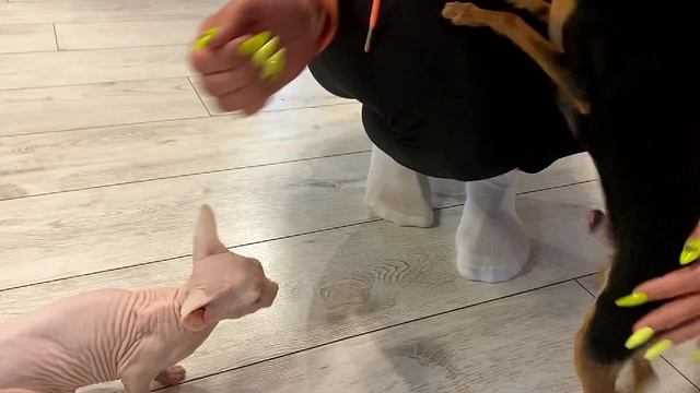 Первая встреча Русского Той Терьера с котенком Сфинкса. смотреть онлайн