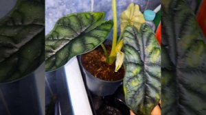 Мои алоказии