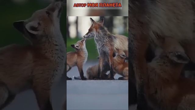 Лисы — семейные животные #смотреть #видео #как #выглядит #факты #про #факт  #почему #зачем