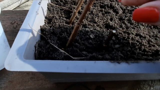 Весеннее черенкование метельчатых гортензий. Часть 1. смотреть онлайн