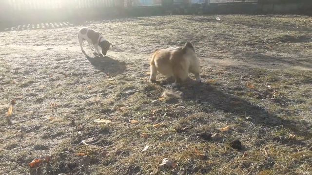 Цыля воспитывает коржика Иву смотреть онлайн
