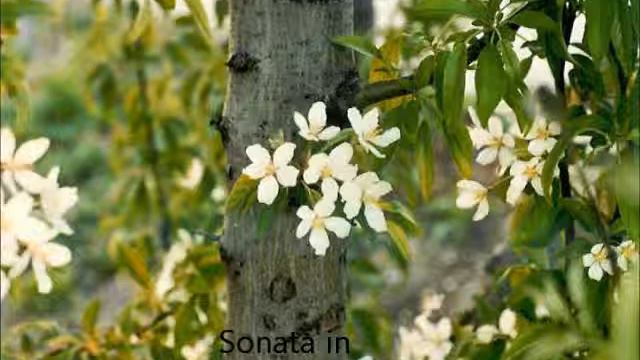 Baldassarre Galuppi: Sonata in C Major (Mvt. 1) смотреть онлайн
