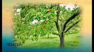 Таъбири хоб:либоси сафед,аспи сафед,мӯйсафед, паранда. Ҷавоб ба подписчик