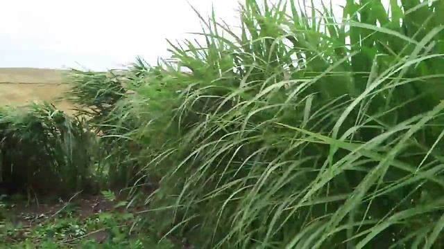 Miskant olbrzymi - Miscanthus giganteus podczas wiatru cz. 2 смотреть онлайн