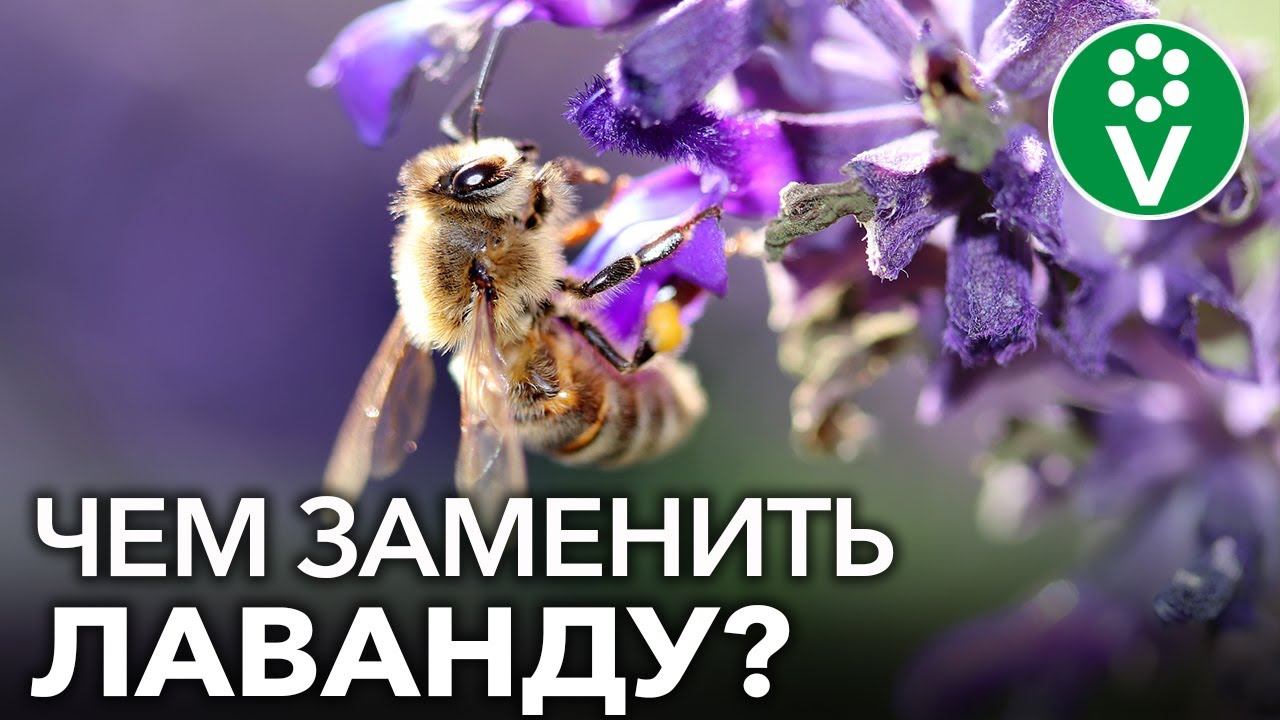 ПОСАДИТЕ ЭТИ ЦВЕТЫ ВМЕСТО ЛАВАНДЫ! ТОП-12 растений, похожих на лаванду, но более неприхотливых смотреть онлайн