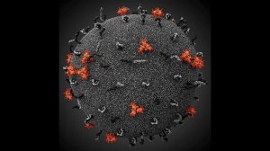 КАК ВЫГЛЯДЯТ ВИРУСЫ ПОД МИКРОСКОПОМ