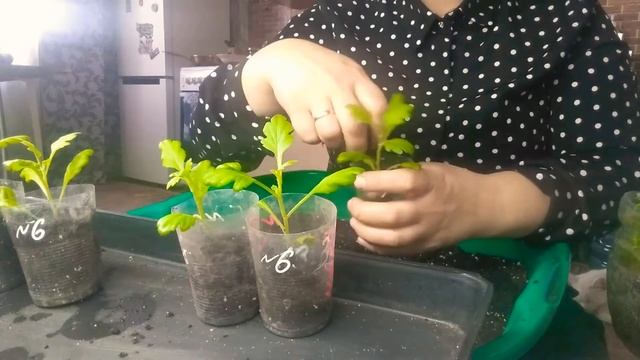 черенки хризантемы укоренились смотреть онлайн