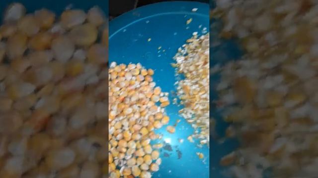 Дробленая кукуруза на зазоре валков 4мм смотреть онлайн