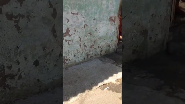 गुजरात रंडी बाजार राजकोट rajkot red light bhavnagar road randi bajar2023 #viral #video#viral #vide смотреть онлайн