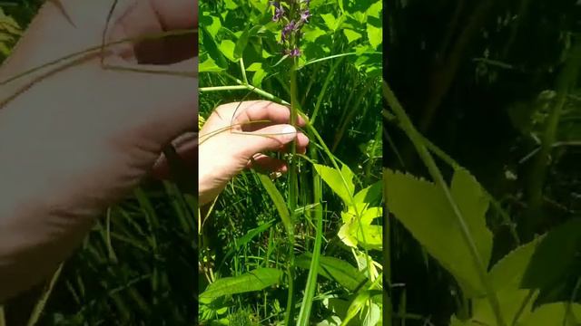 Определение лекарственных растений часть 2 смотреть онлайн