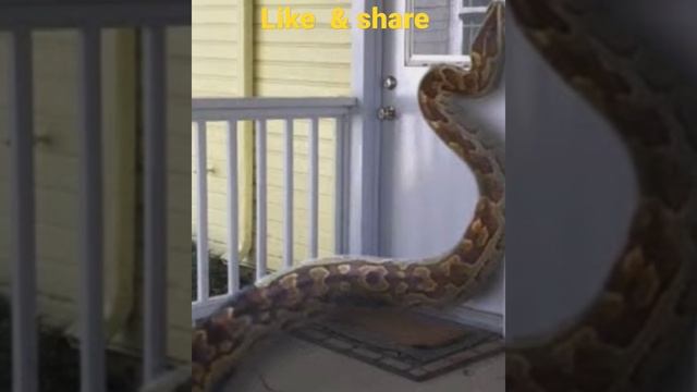 How long can a rock python live without eating? #rockpython #facts смотреть онлайн