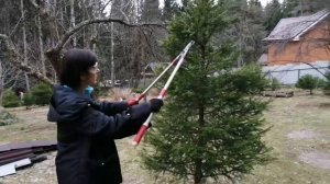 Ёлки-шарики. Стрижем вместе с нуля.