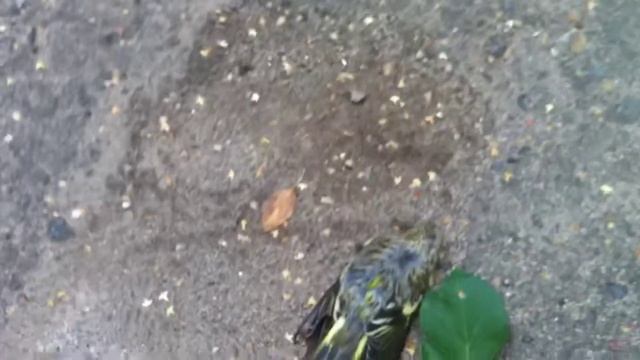 Мертвые птицы смотреть онлайн