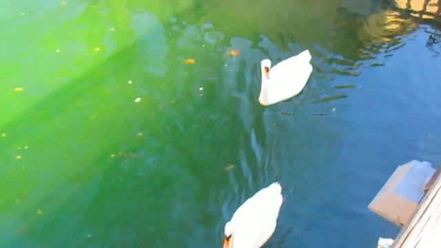 Pair of white swans, Kamenets Podolskiy, Ukraine. Пара белых лебедей, Каменец-Подольский, Украина смотреть онлайн