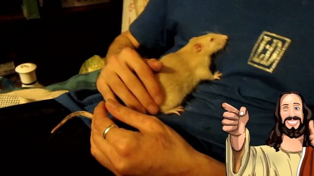 Крыс Лапа на папе, или вот такие дела! (Fancy Rats | Декоративные Крысы) смотреть онлайн