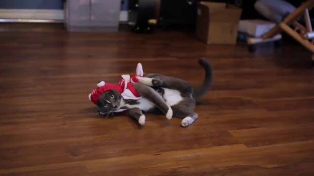 Лучшие костюмы для кошек: смешные и необычные идей одежды | Ярмарка Мастеров смотреть онлайн