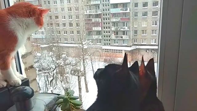 Кошки слышат весеннее щебетание птиц ... смотреть онлайн