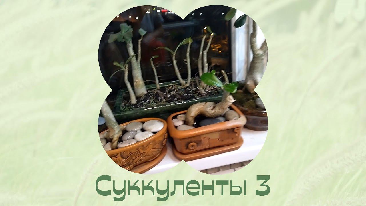 Комнатные растения. Бонсайный подоконник. Садик в квартире. смотреть онлайн