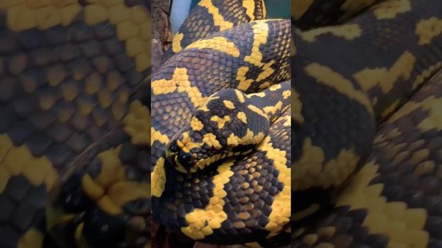 Amazing Snakes (Jungle Carpet Python) смотреть онлайн