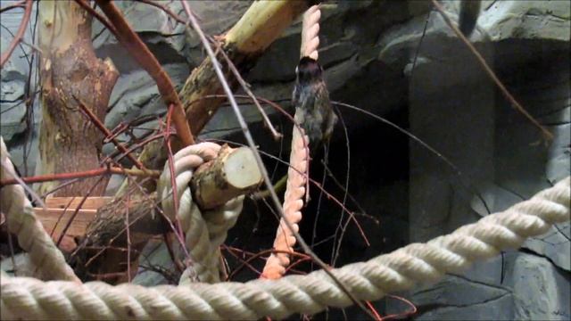 Императорские тамарины. 18.03.20 г. смотреть онлайн