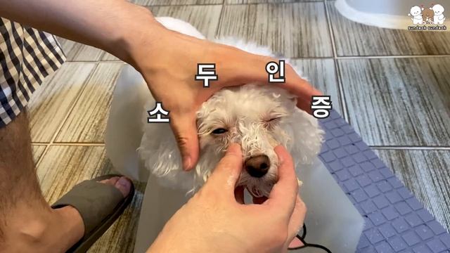 강아지 눈물 자국 관리 방법 смотреть онлайн