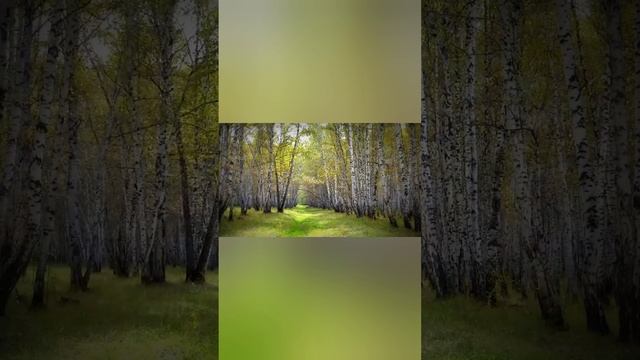 «Страна моя, любимая   Отчизна»