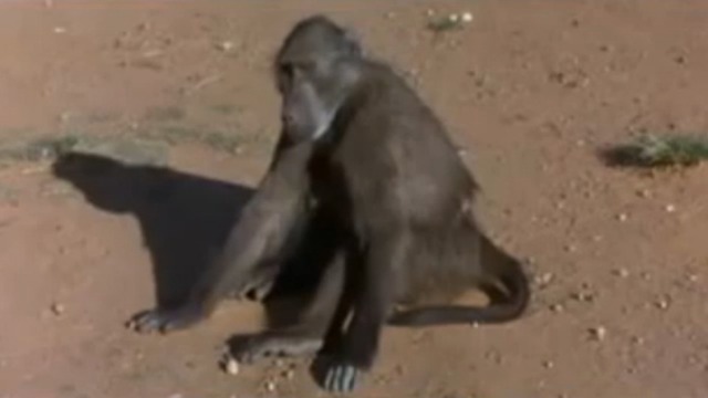 Подборка пьяных животных смотреть онлайн