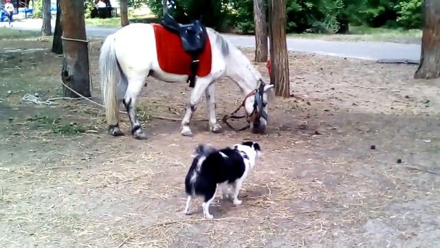 Никогда не видел лошадь. смотреть онлайн