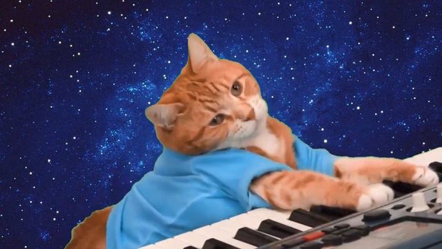 CAT PLAYING PIANO STILL DRE смотреть онлайн