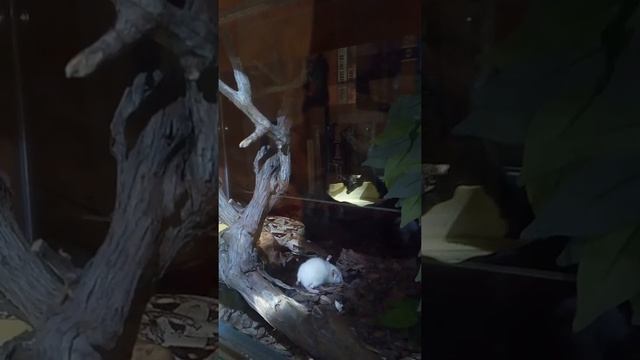 Как охотится удав смотреть онлайн