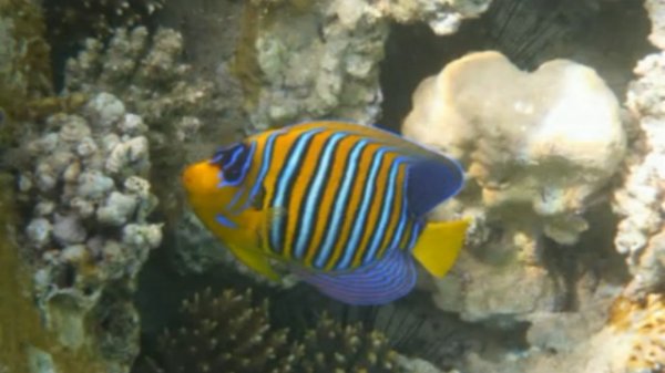 Рыбы Красного моря - Дальние моря 